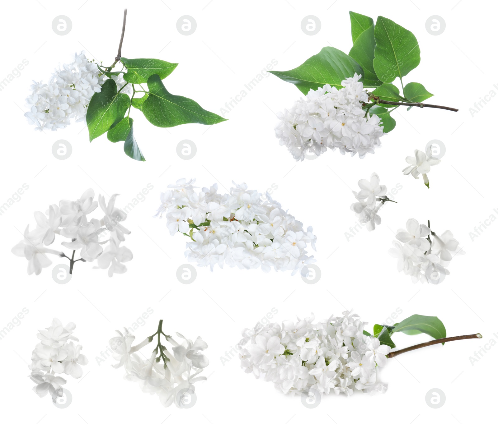 Image of Set of fragrant lilac flowers on white background