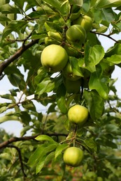 Photo of Green apples and leaves on tree branches in garden