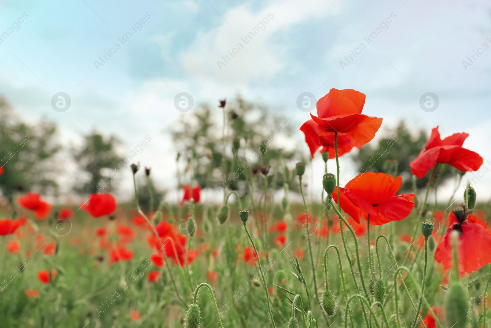 Photo of Beautiful red poppy flowers growing in field