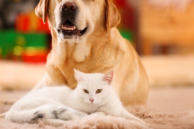 Adorable dog and cat together at room decorated for Christmas. Cute pets