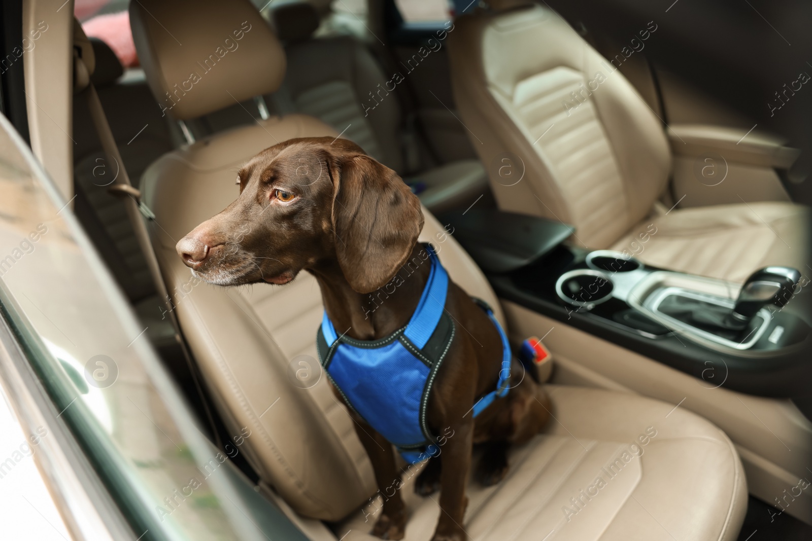 Photo of Cute German Shorthaired Pointer dog waiting for owner on front seat of car. Adorable pet