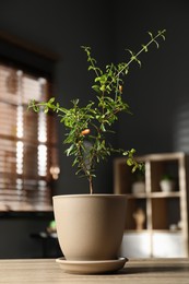 Photo of Potted pomegranate plant with green leaves on wooden table in room