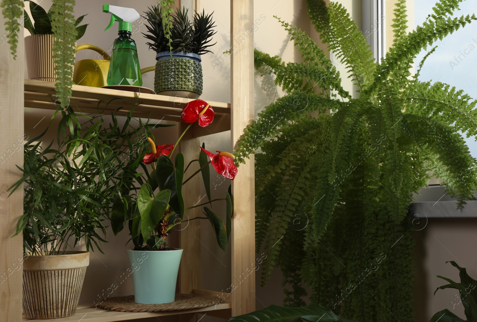 Photo of Beautiful houseplants in pots near window indoors. House decor