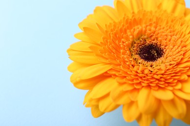 Photo of Beautiful orange gerbera flower on light blue background, closeup. Space for text