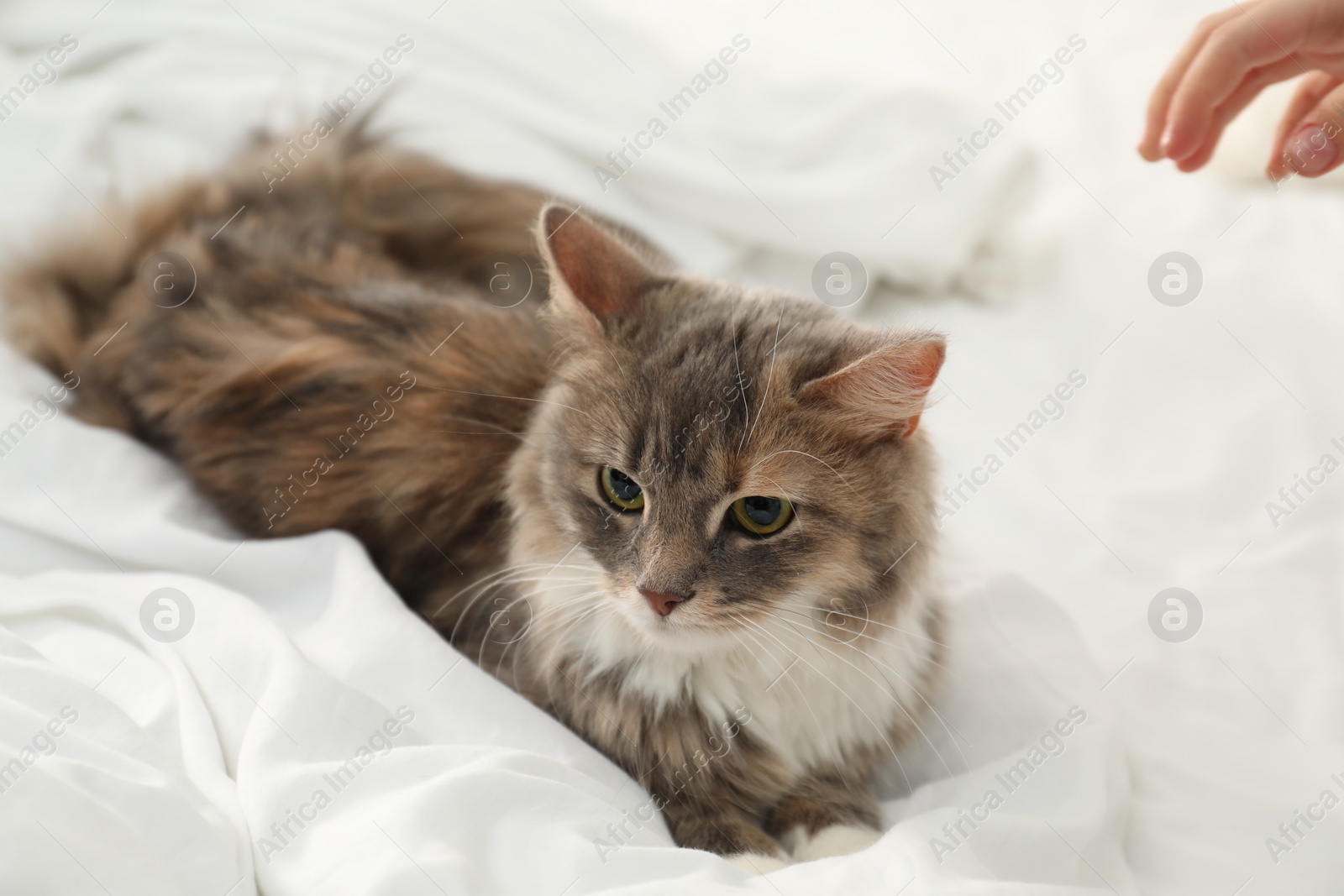 Photo of Cute cat lying on bed at home. Domestic pet