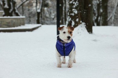 Photo of Cute Jack Russell Terrier in pet jacket in snowy park