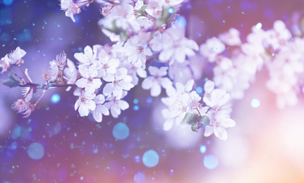 Image of Closeup viewblossoming tree outdoors on spring day