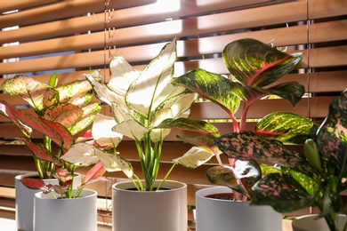 Photo of Beautiful houseplants on wooden window sill indoors, closeup