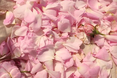 Photo of Beautiful tea rose petals and flower on beige fabric, closeup