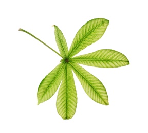 Horse chestnut tree leaf isolated on white