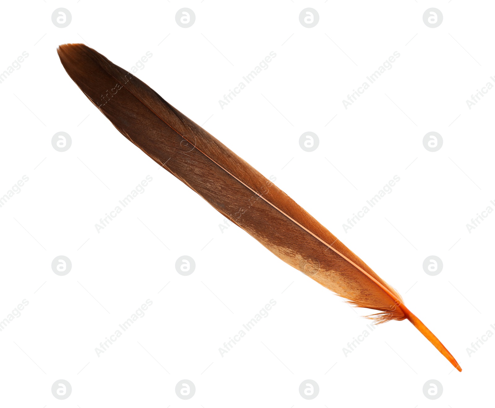 Photo of Beautiful orange bird feather isolated on white