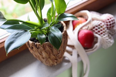 Photo of Beautiful green houseplant in pot and mesh bag with apples on windowsill, closeup