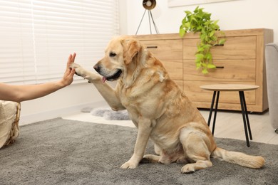 Cute Labrador Retriever dog giving high five to man at home