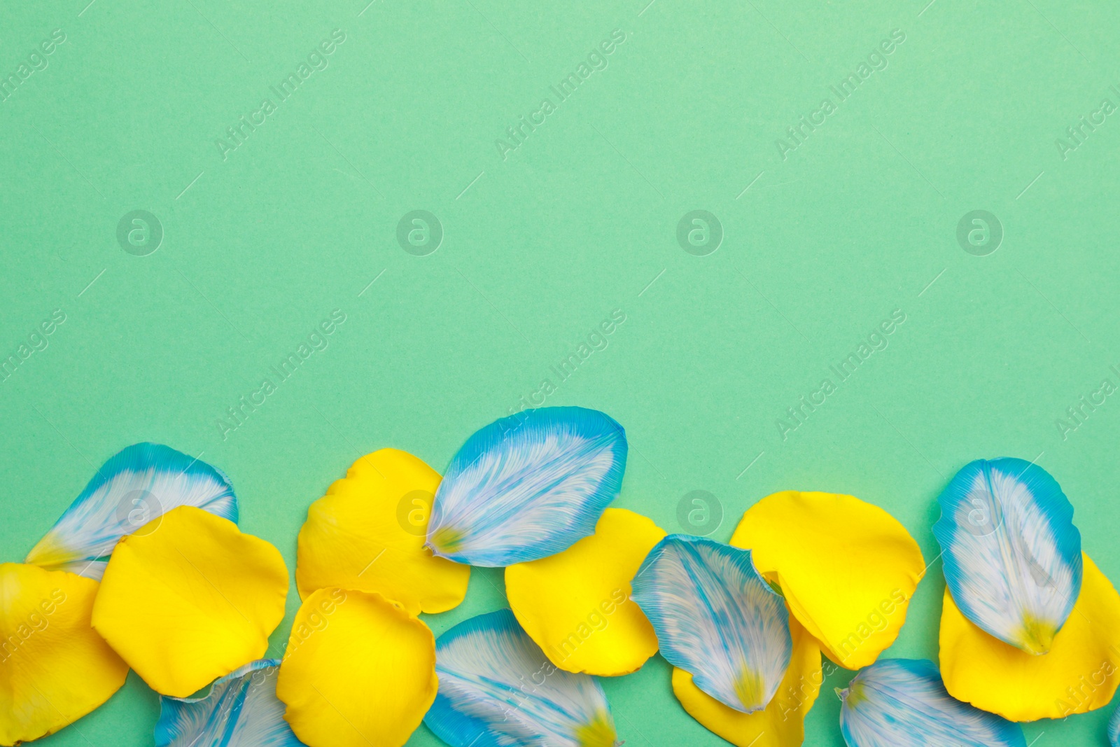 Photo of Beautiful petals on green background, flat lay. Space for text