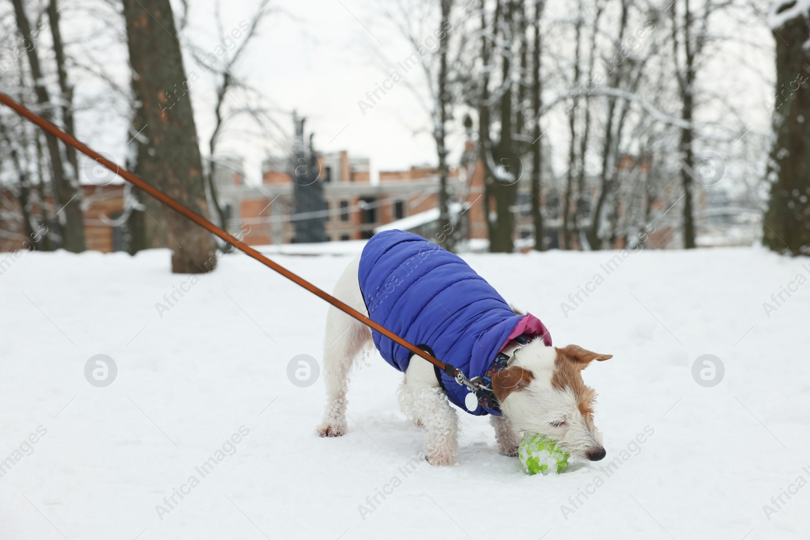 Photo of Cute Jack Russell Terrier playing with toy ball in snowy park