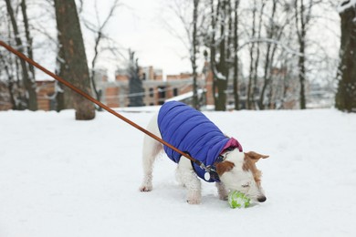 Photo of Cute Jack Russell Terrier playing with toy ball in snowy park
