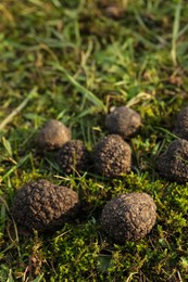 Fresh truffles on green grass, closeup view