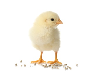 Cute fluffy baby chicken with millet groats on white background. Farm animal