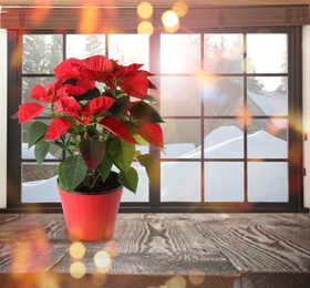 Image of Christmas traditional poinsettia flower in pot on table near window, bokeh effect. Space for text