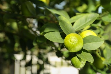 Ripe limes growing on tree branch in garden, closeup