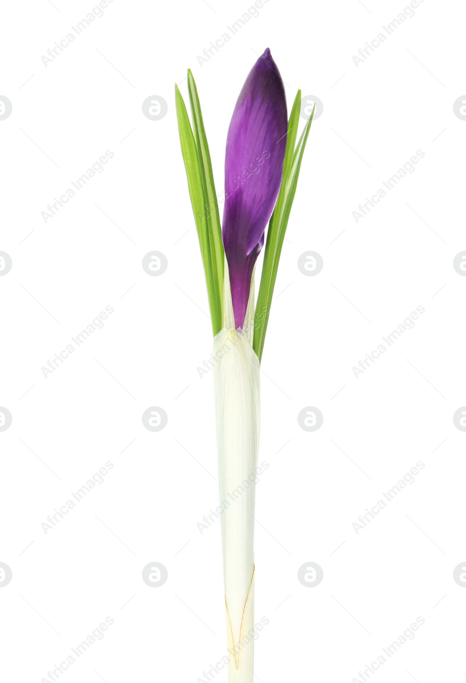 Photo of Beautiful purple crocus flower isolated on white. Spring season