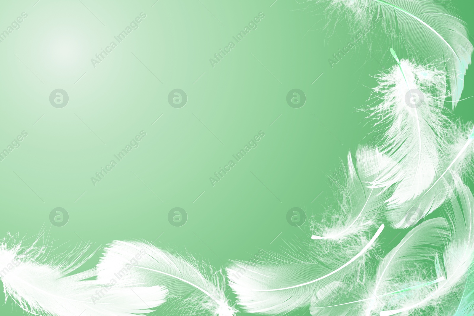 Image of Fluffy bird feathers in air on green background, space for text