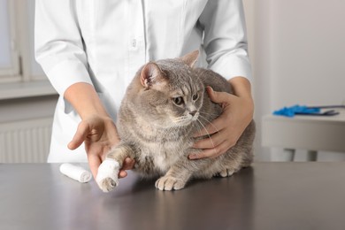 Photo of Veterinarian holding cute scottish straight cat with bandage on paw at table indoors, closeup