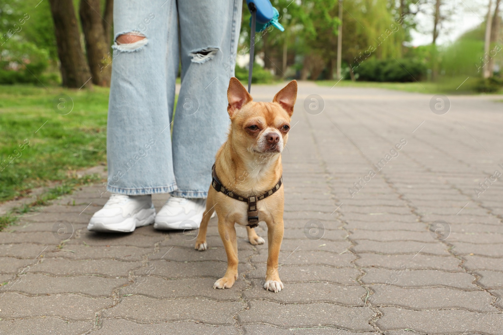 Photo of Owner walking with her chihuahua dog in park, closeup