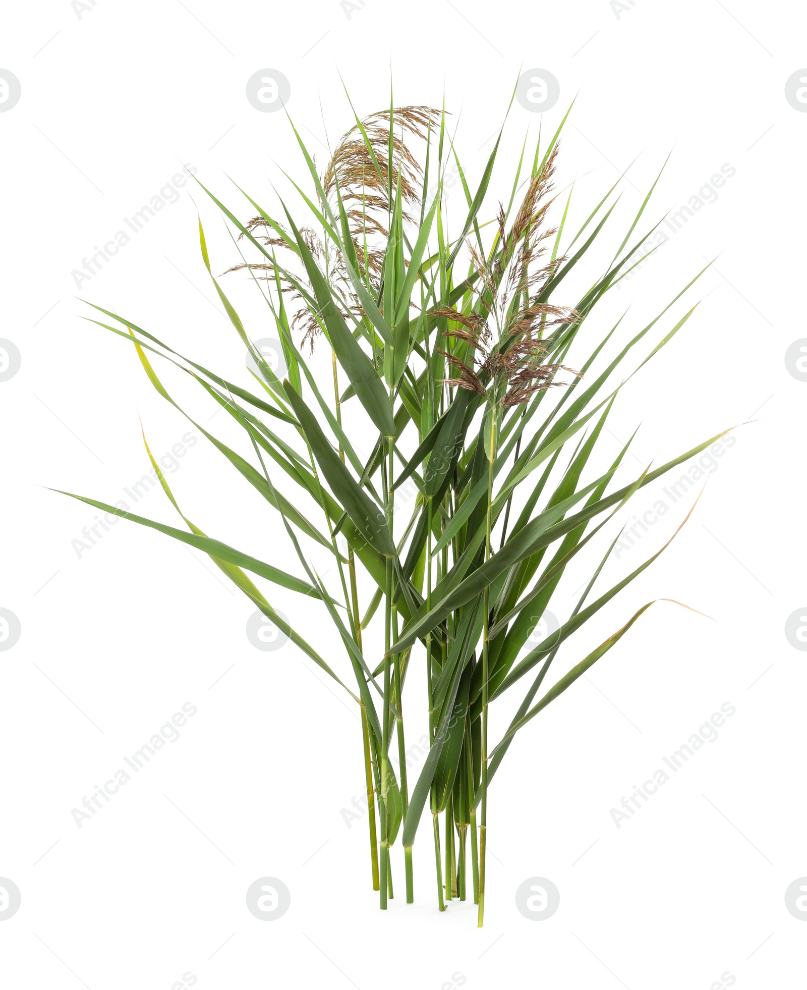 Photo of Beautiful reeds with lush green leaves and seed heads on white background