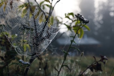 Photo of Closeup view of cobweb with dew drops on plants in forest