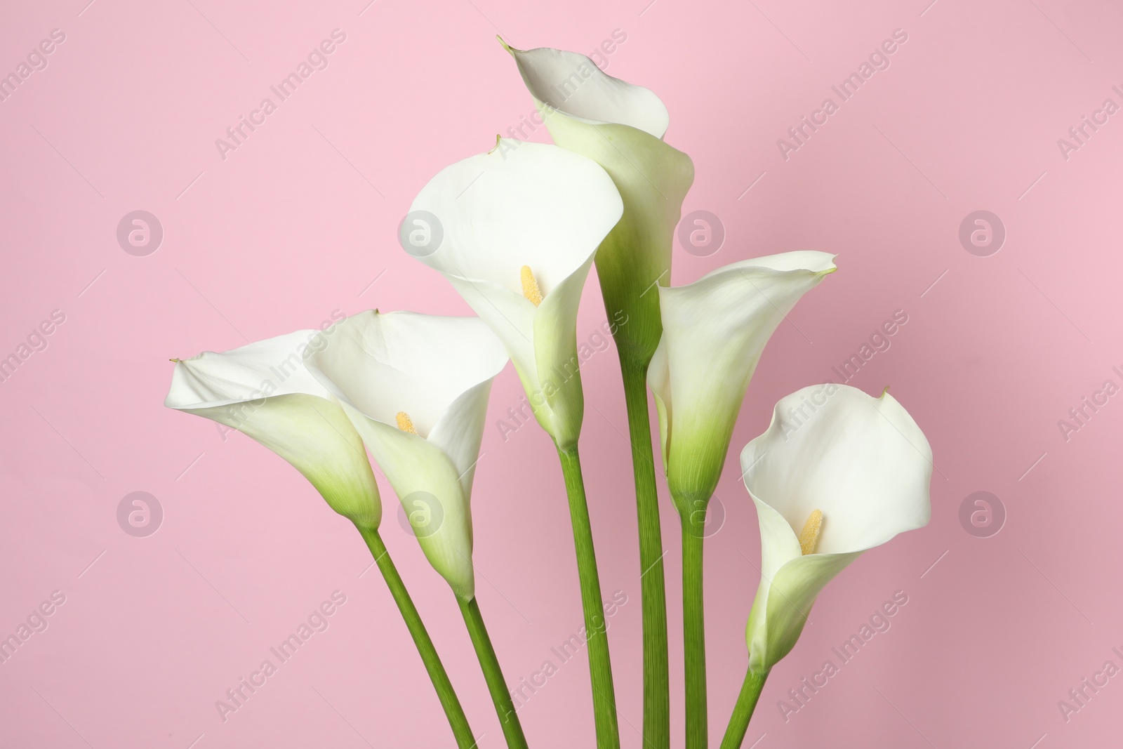 Photo of Beautiful calla lily flowers on pink background