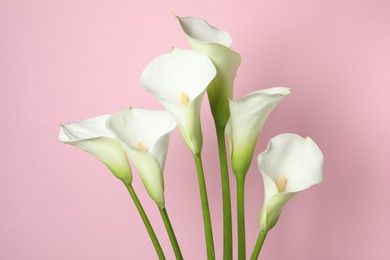 Photo of Beautiful calla lily flowers on pink background