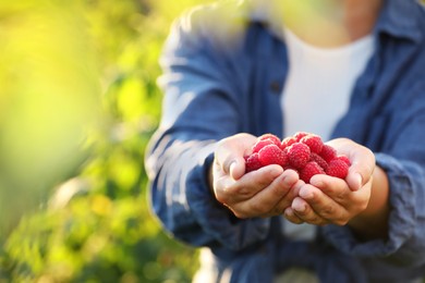 Photo of Woman holding ripe raspberries outdoors, closeup. Space for text