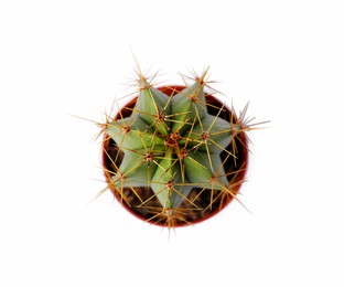 Beautiful green cactus in pot isolated on white, top view