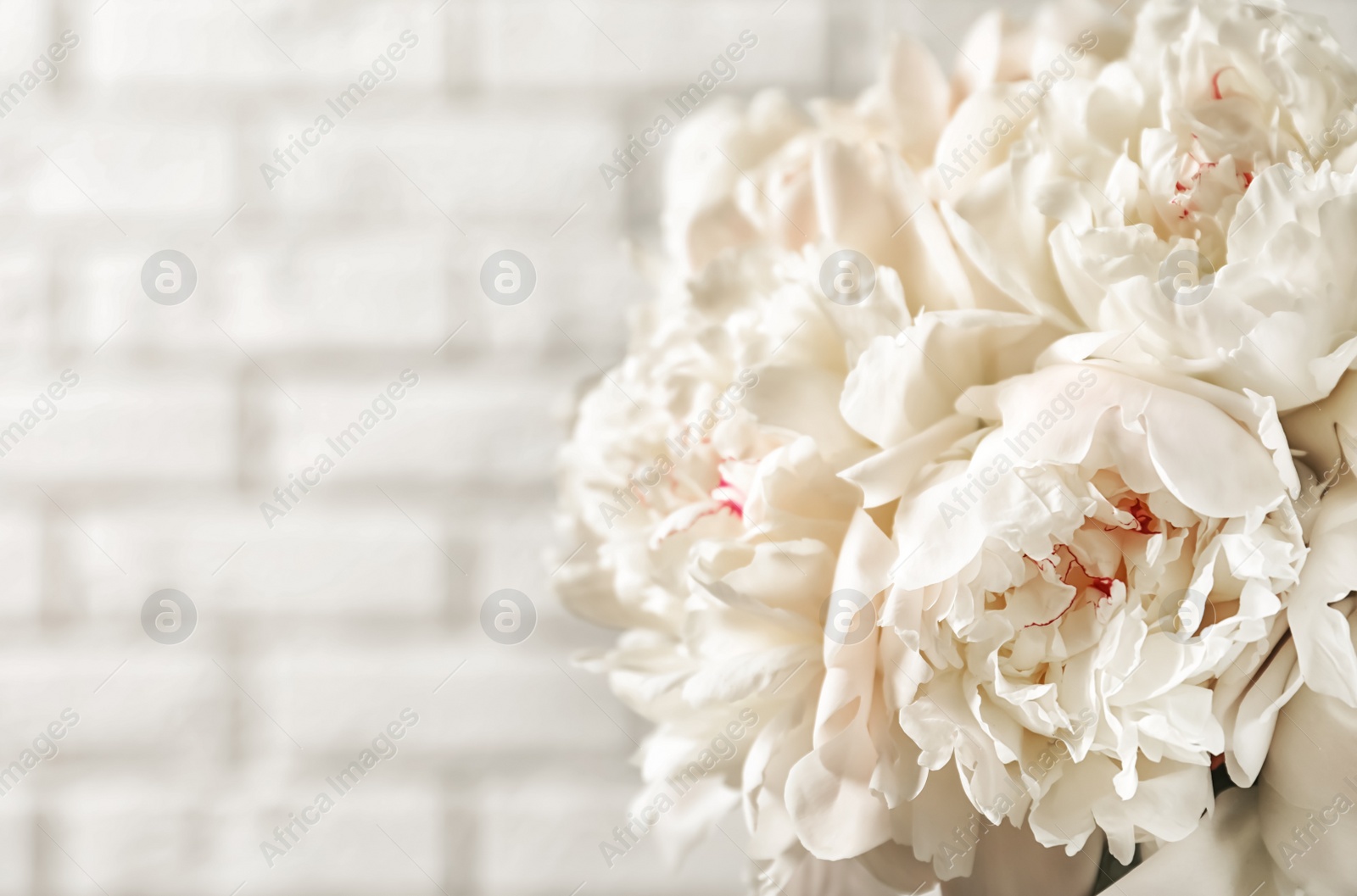 Photo of Beautiful blooming peony flowers on light background