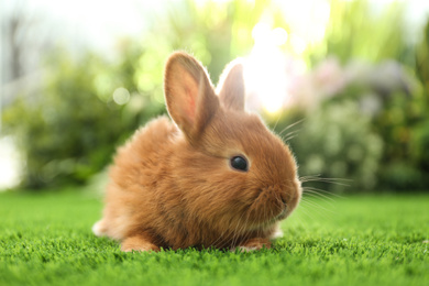 Photo of Adorable fluffy bunny on green grass against blurred background, closeup. Easter symbol