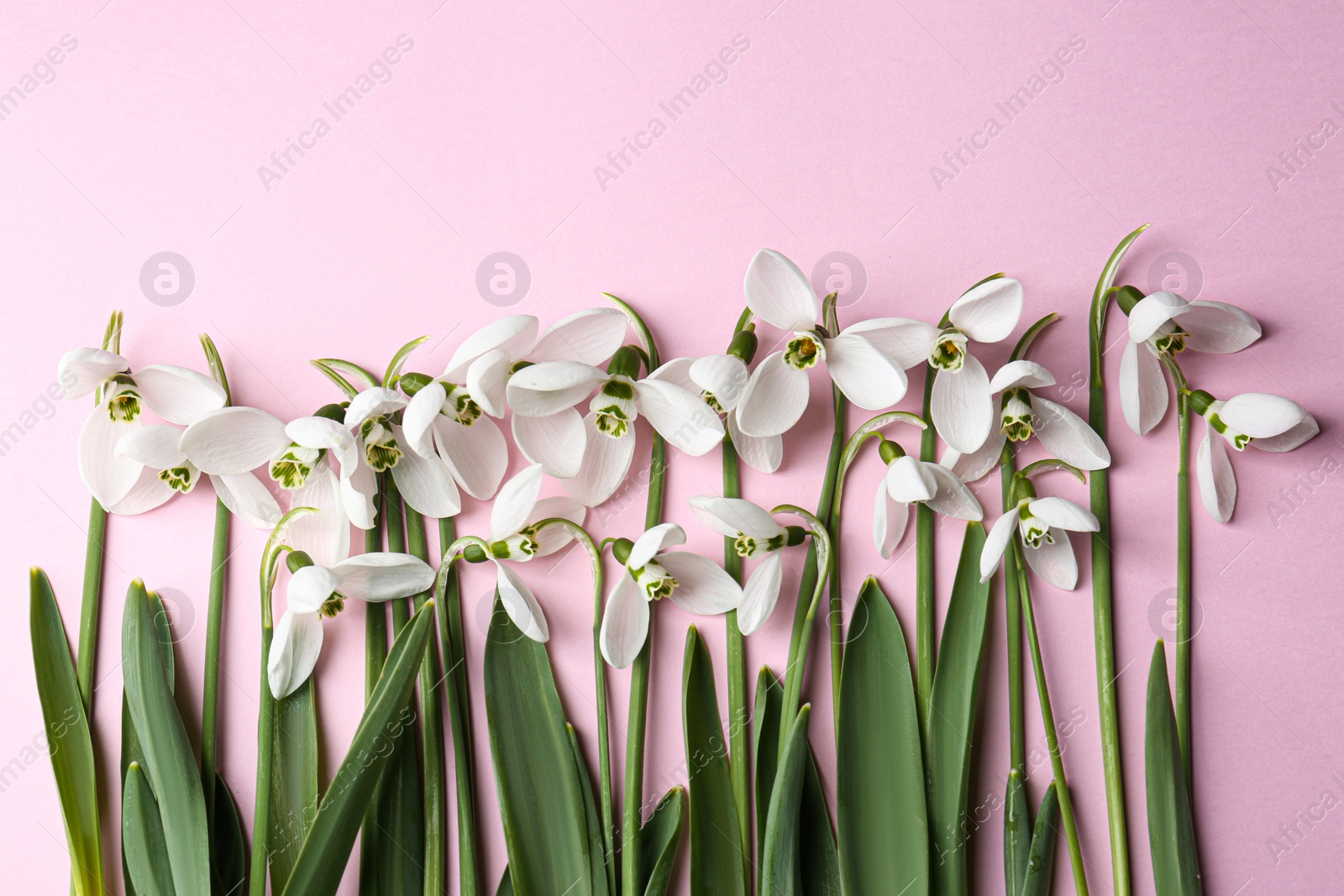 Photo of Beautiful snowdrops on pink background, flat lay