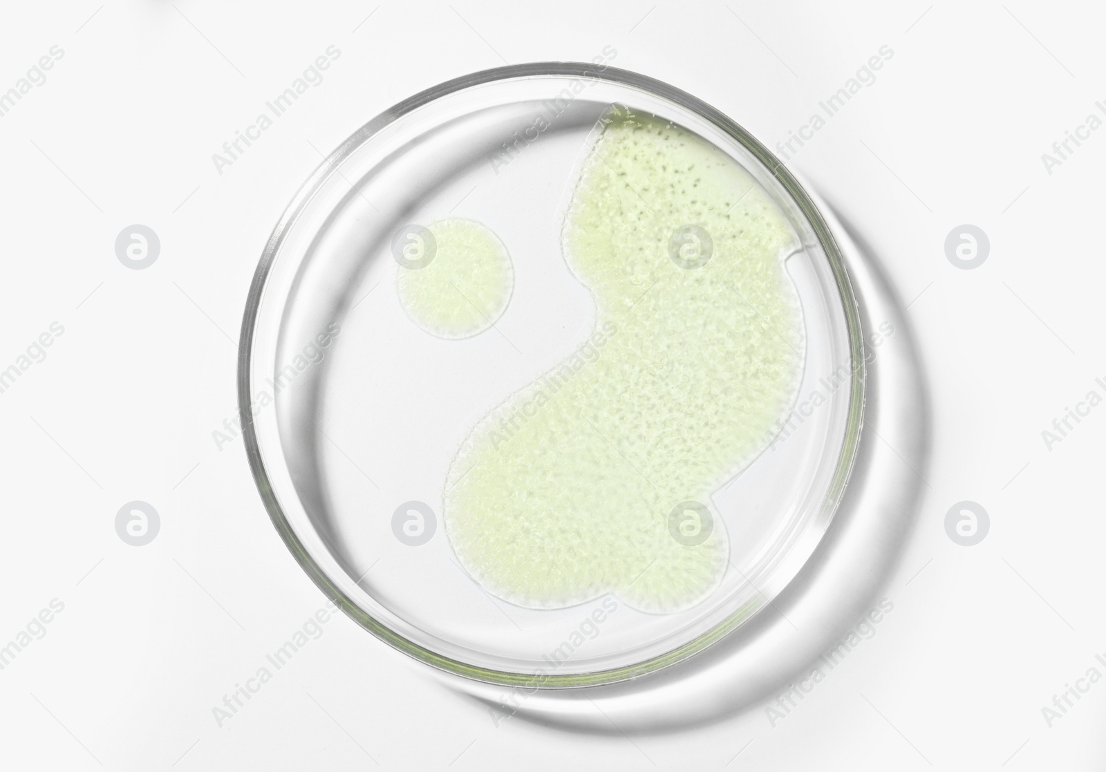 Photo of Petri dish with sample on white background, top view