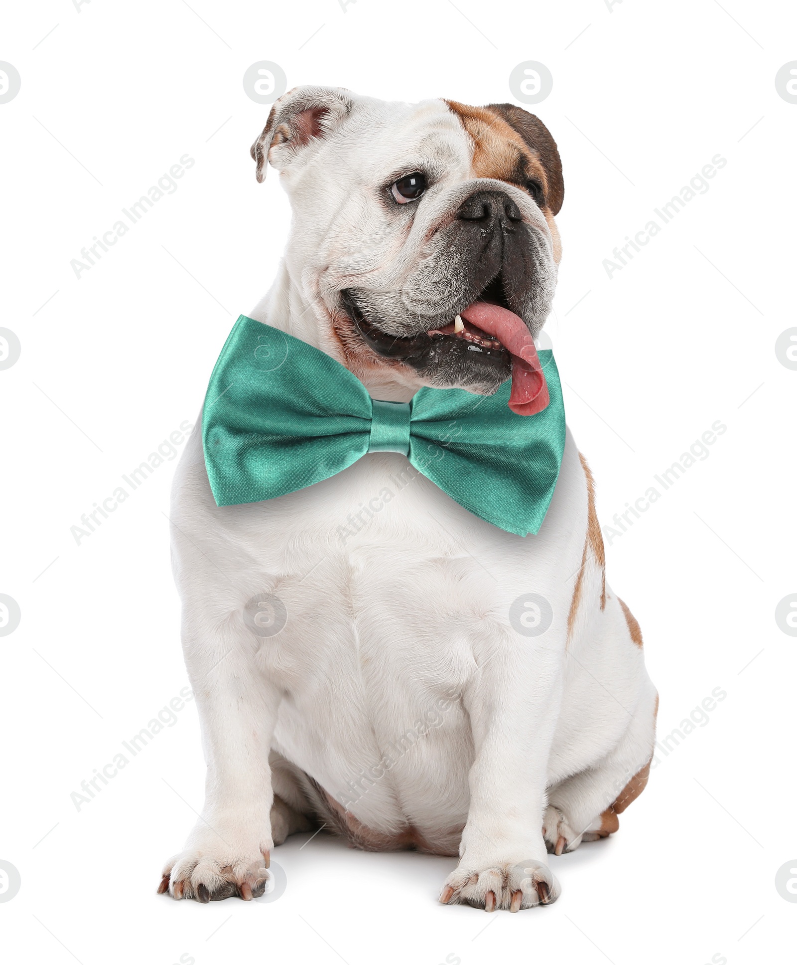 Image of Adorable English bulldog with turquoise bow tie on white background