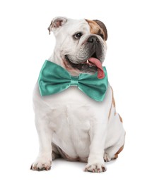 Adorable English bulldog with turquoise bow tie on white background