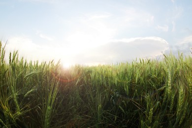 Photo of Beautiful view of wheat field, fish eye effect