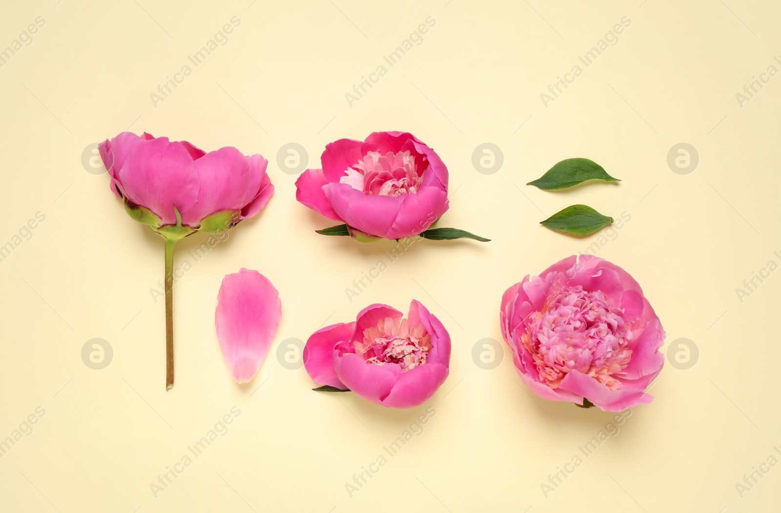 Photo of Beautiful pink peonies on beige background, flat lay