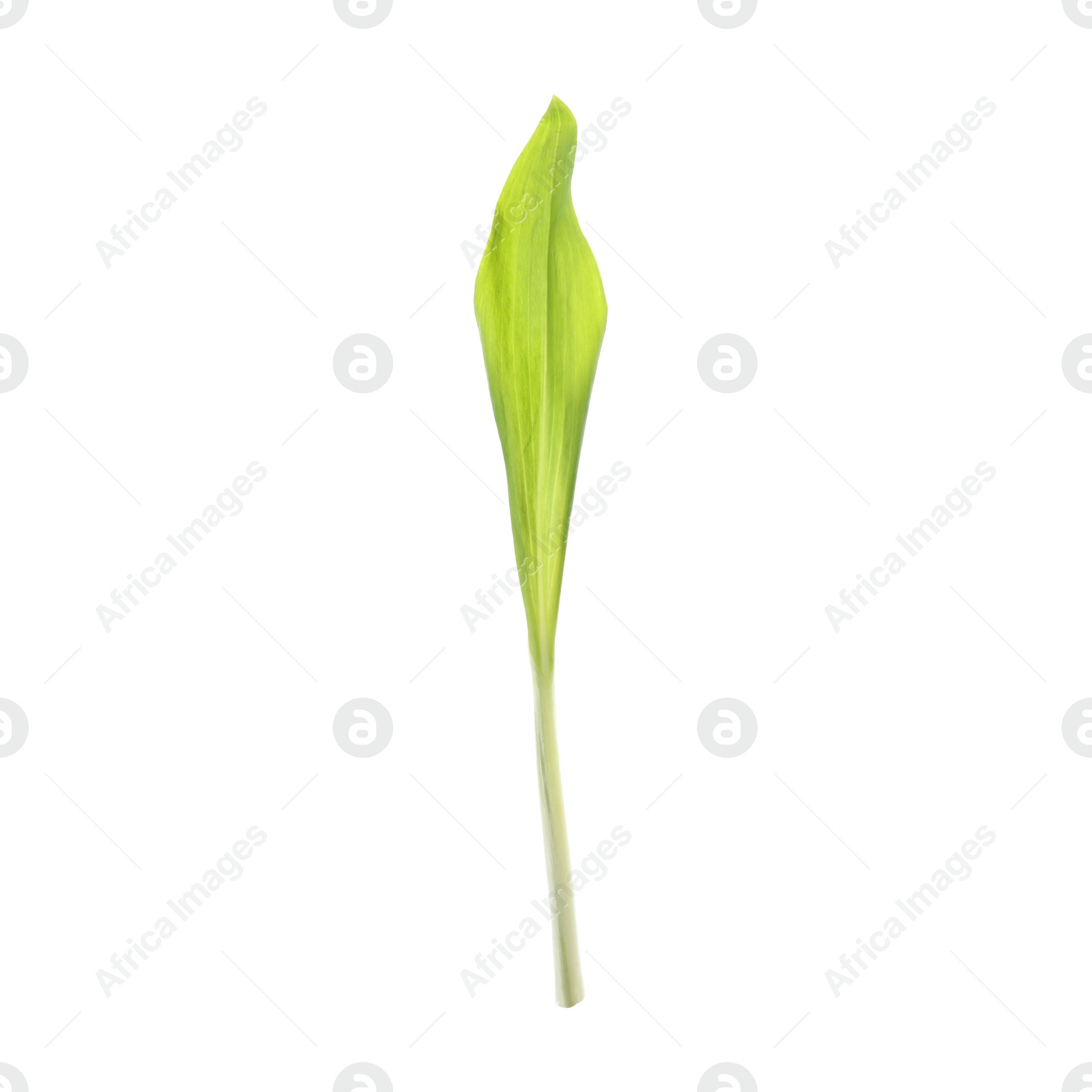 Photo of Leaf of wild garlic or ramson isolated on white