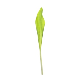 Photo of Leaf of wild garlic or ramson isolated on white