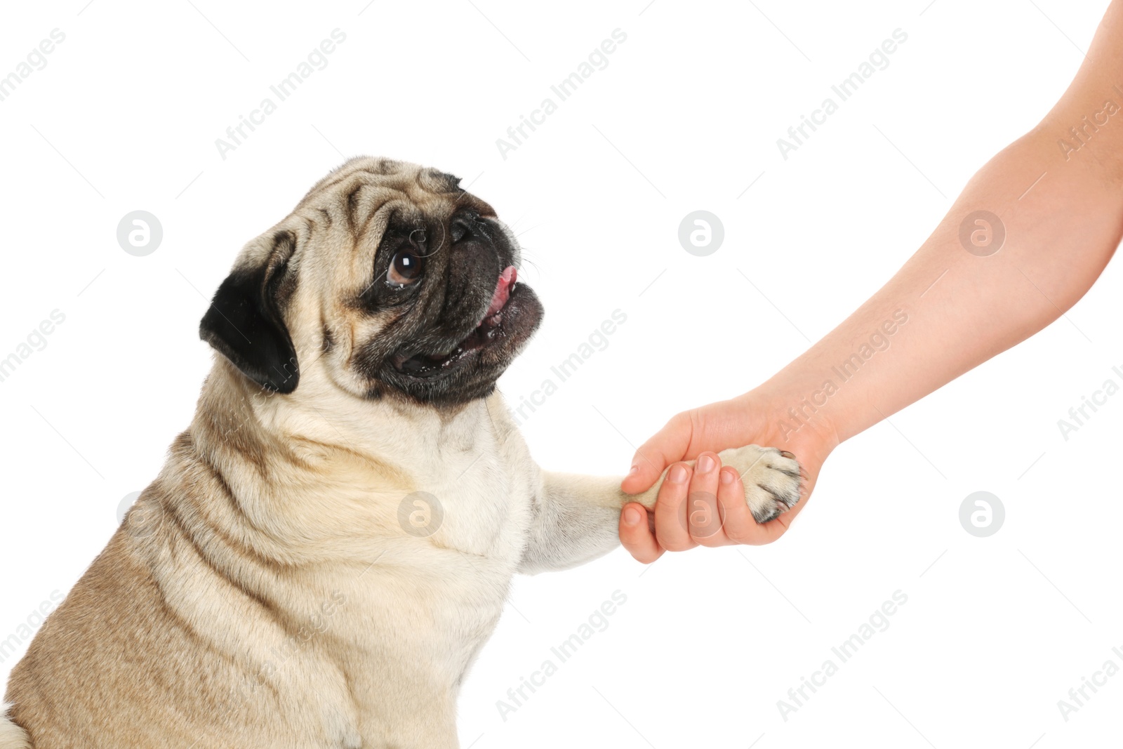 Photo of Woman holding dog's paw on white background, closeup