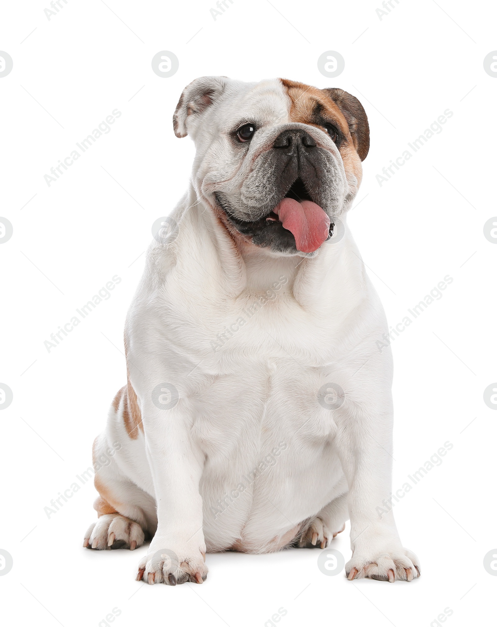 Photo of Adorable funny English bulldog on white background