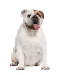 Photo of Adorable funny English bulldog on white background