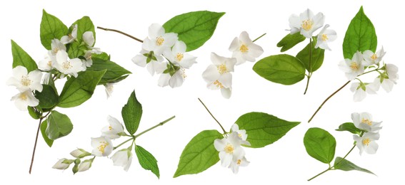 Set with beautiful tender jasmine flowers and green leaves on white background. Banner design 