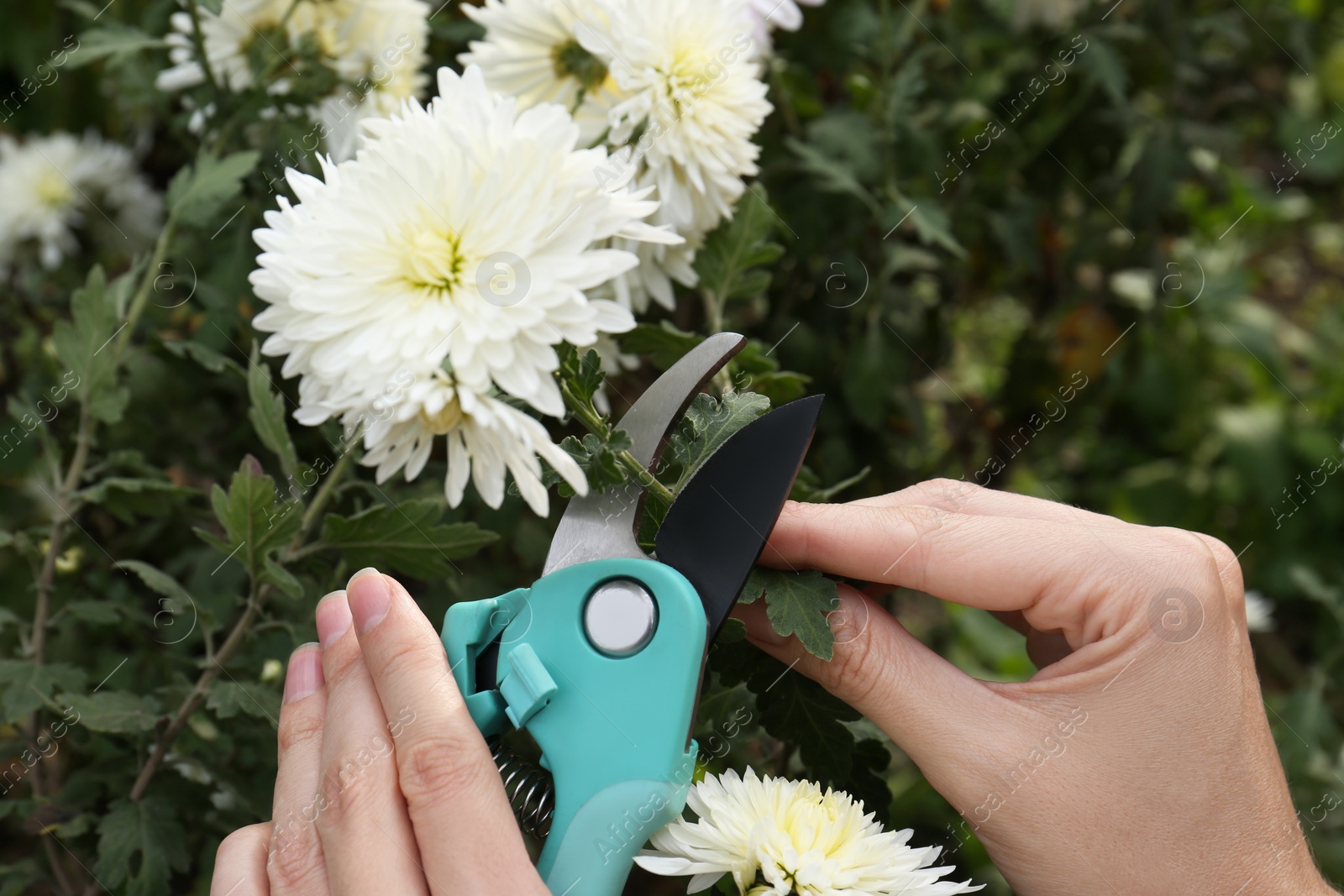 Photo of Woman pruning beautiful chrysanthemum flowers by secateurs in garden, closeup