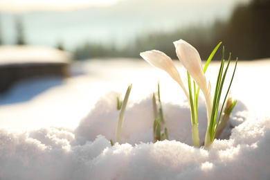 Photo of Beautiful crocuses growing through snow. First spring flowers
